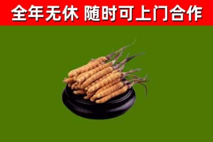 依兰县回收散虫草