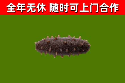 依兰县回收海参干